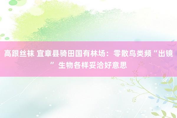 高跟丝袜 宜章县骑田国有林场：零散鸟类频“出镜” 生物各样妥洽好意思